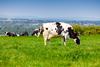 Holstein,Friesian,Dairy,Cattle,At,Pasture,On,The,South,Downs
