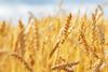 Close,Up,Of,Wheat,Ears,,Field,Of,Wheat,In,A
