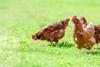 Hens,On,A,Traditional,Free,Range,Poultry,Organic,Farm,Grazing