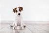 Dog,Eating,Food,From,Bowl.,Puppy,Jackrussell,Terier,With,Dogs