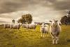 Australian,Countryside,Rural,Autumn,Landscape.,Group,Of,Sheep,Grazing,In