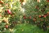 Picture,Of,A,Ripe,Apples,In,Orchard,Ready,For,Harvesting,morning