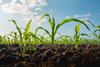 Maize,Seedling,In,The,Agricultural,Garden,With,Blue,Sky
