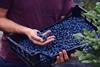 lidl berry