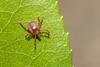 Lone,Star,Tick,-,Amblyomma,Americanum