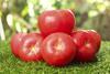 Fresh,Red,Tomatoes,With,Water,Droplets,Arranged,On,Green,Grass