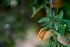 Ripe,Almonds,Ready,For,Harvest,,In,The,Late,Evening,Sun,