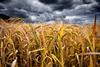 Moody,Low,Wide,Angled,Shot,Of,A,Wheat,Field,With