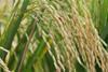 Close-up,Image,Of,Golden,Ripe,Rice,Grains,On,The,Stalk,