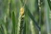 Fusarium,Head,Blight,(fhb),Also,Called,Fusarium,Ear,Blight,(feb)-