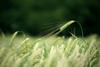 Single,Green,Barley,Plant,Against,Dark,Background.,Barley,Grain,Is