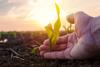 Farmer,Examining,Young,Green,Corn,Maize,Crop,Plant,In,Cultivated