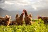 This,Beautiful,Image,Showcases,Free-range,Egg-laying,Chickens,In,Both,A