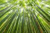 Bamboo,Forest,At,Arashiyama,Looking,Up,To,Sky,,Kyoto,,Japan