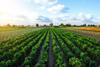 A,Farm,Field,Planted,With,Pepper,Crops.,Growing,Capsicum,Peppers,