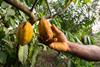 A,Mans,Hand,Reaps,A,Ripe,Cocoa,In,Kumba,,Cameroon,
