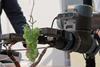 Low-Res_Robot picking grapes