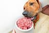 Feeding,Dog,Natural,Raw,Minced,Meat,Close-up,Dog,Eating,Raw