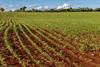 Soybean,Plantation,In,Brazil.,Rows,Of,Young,Plants,Show,Agricultural