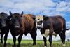 This,Picture,Of,Three,Aberdeen,Angus,Cows,Were,Seeing,A