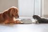Golden,Retriever,And,British,Shorthair,Eating,Together