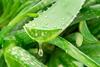 Aloe,Gel,Dropping,From,Fresh,Aloe,Vera,Leaf,Cut.,Aloe