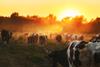 Epic,Scene,Of,Cattle,Farm,-,Livestock,Of,Cows,Going