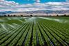 A,Field,Irrigation,Sprinkler,System,Waters,Rows,Of,Lettuce,Crops
