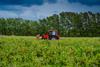 Red,Tractor,In,A,Rural,Landscape.,Harvesting,In,The,Field.