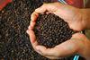Hand,Holding,Black,Pepper,,Peppercorns,,Healthy,Spice,,Indian,Pepper