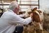 Senior,Man,Veterinarian,Examining,Baby,Animal,Simmental,Calf,In,Cowshed