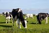 Black,And,White,Holstein,Friesian,Cattle,Cows,Grazing,On,Farmland.