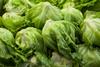 A large quantity of iceberg lettuce