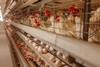 Egg,Factory,Plant,Agriculture,Poultry,Chicken,Farm