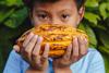 Close-up,Agriculture,Harvests,Fresh,Yellow,Cacao,Pods,In,The,Hands