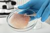 Scientist,Taking,Raw,Cultured,Meat,Out,Of,Petri,Dish,With