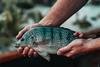 Man,Holding,A,Tilapia,Fish,(oreochromis,Niloticus)
