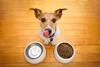 Hungry,Jack,Russell,Dog,Behind,Food,Bowl,And,Licking,With