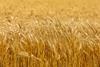 shutterstock_2063662418