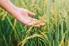 Agriculture,,Hand,Tenderly,Touching,A,Young,Rice,In,The,Paddy