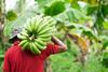 Farmer,Bearing,Green,Banana,On,Farm.labor,Holding,Green,Banana,For