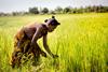 Morondava-madagascar-october-7-2017:madagascar,,Africa,woman,Worker,Harvesting,Rice,Field,In,The,Morning,Scene