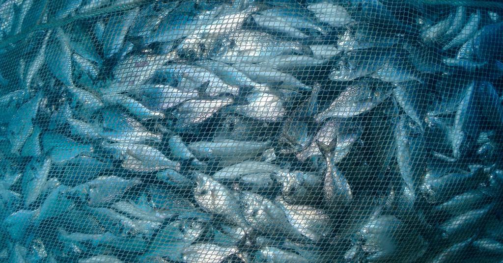 Micral Fish Fish microbiome study uncovers hidden parasite | News | New Food