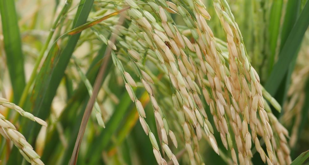 Mars Client Ready Rice Mars invests $20m to accelerate sustainable rice sourcing by 2030 ...