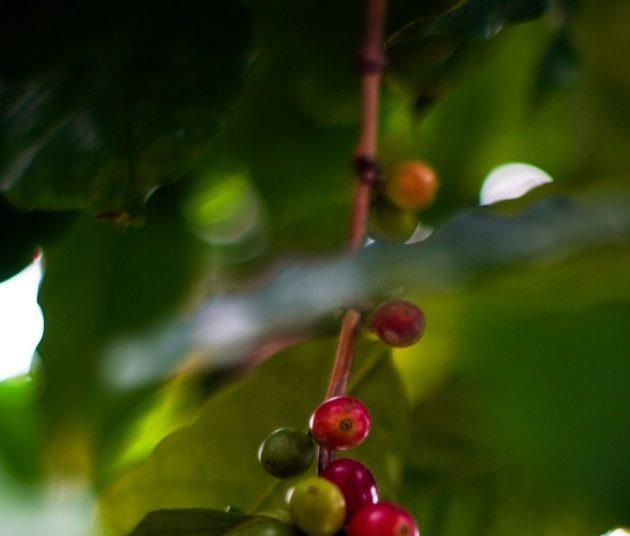 The process of coffee production: from seed to cup | Article | New Food