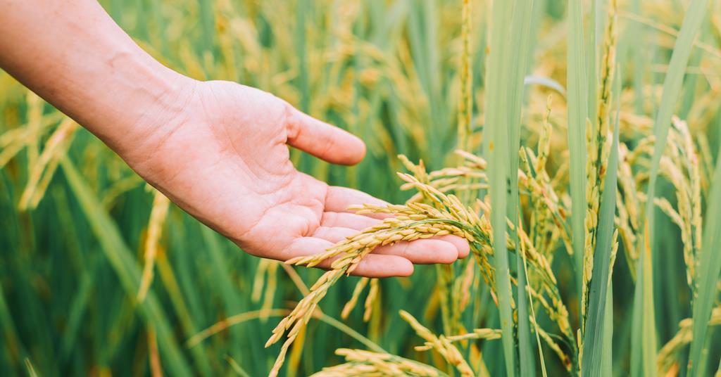 Researchers discover “saviour” for threatened rice crops | News | New Food