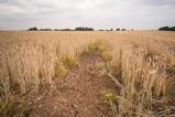 shutterstock_1150405709