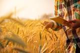 Young,Man,Agriculture,Engineer,Squatting,In,Gold,Wheat,Field,With