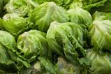 A large quantity of iceberg lettuce