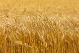 shutterstock_2063662418